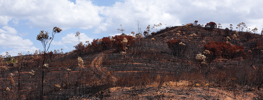 What-is-the-environmental-impact-of-deforestation-for-paper-production