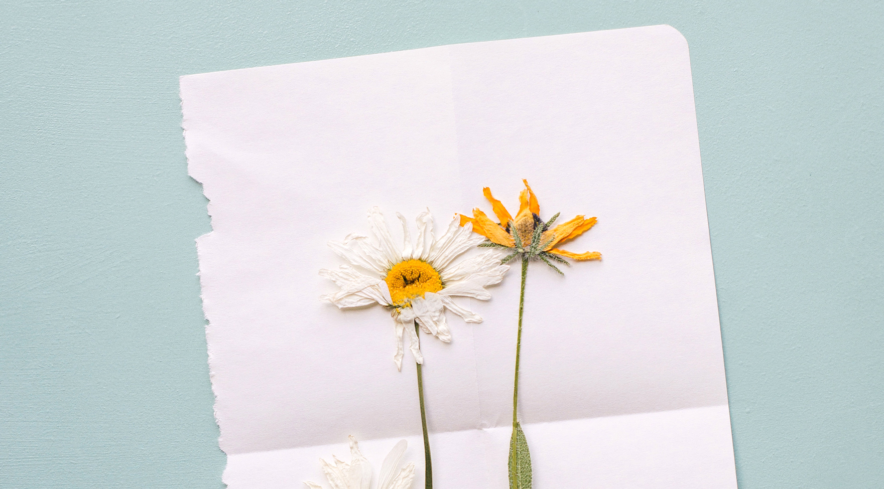 Pressed wild flowers. Paper on the Rocks is part of The Pollinators’s Nationale Zaaicoalitie, which aims to make the Netherlands into a true bee paradise.
